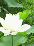��ưŪ