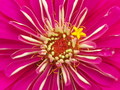 angel in flower