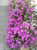 �Ǻ�