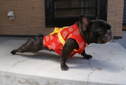 �ƺפ�ޤ��ԤƤʡ�������