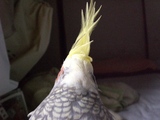 ���ʤ�